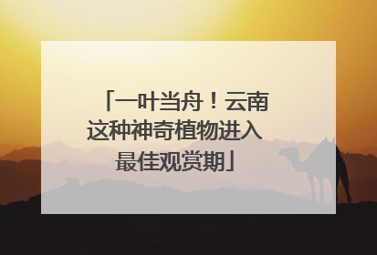 一叶当舟！云南这种神奇植物进入最佳观赏期